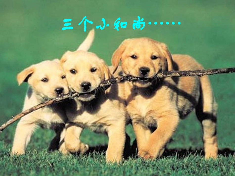 动物游戏之谜_第2页