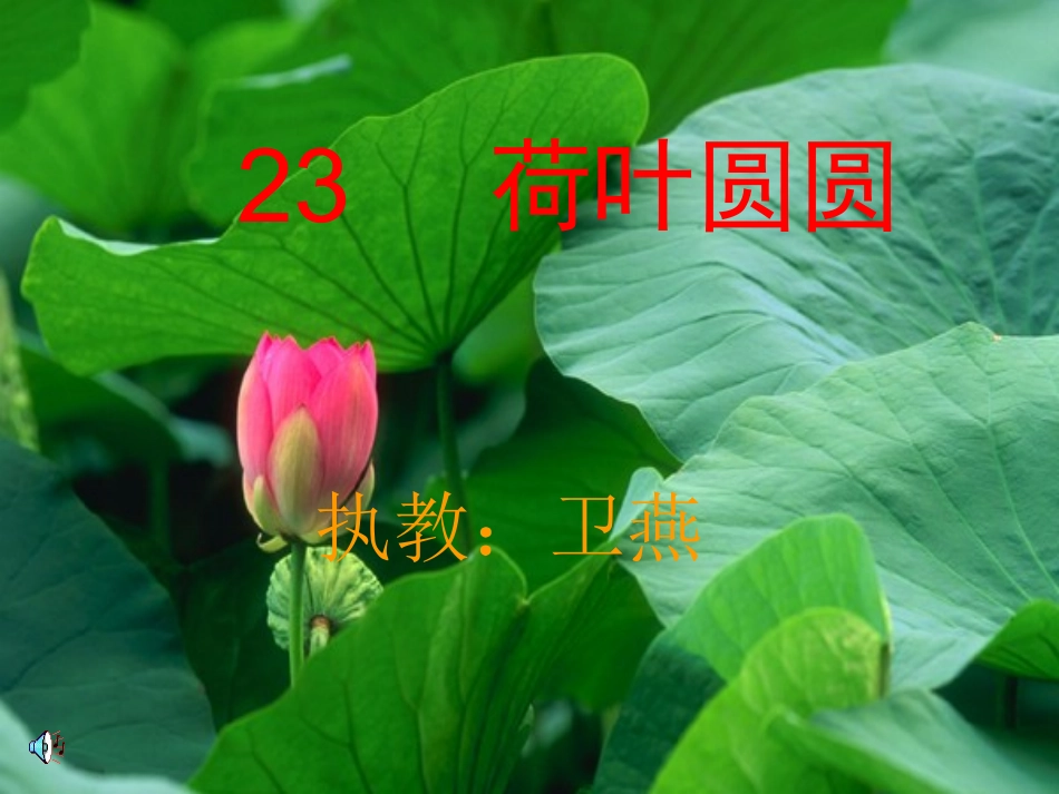 荷叶圆圆 (2)_第1页