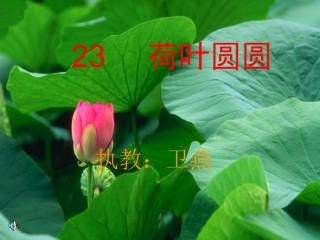 荷叶圆圆 (2)