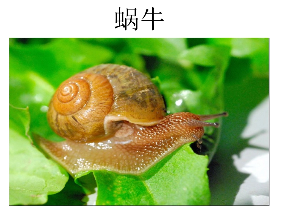 蜗牛PPT三上 ()_第2页