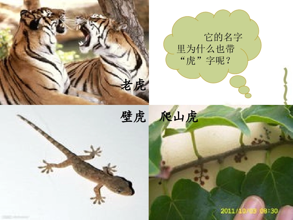 《爬山虎的脚》演示文稿 (2)_第2页