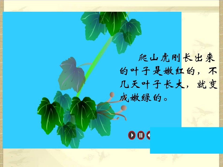 四年级上语文课件-爬山虎的脚-人教新课标_第3页