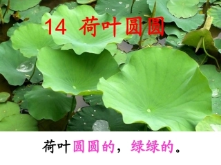 周莹莹荷叶圆圆