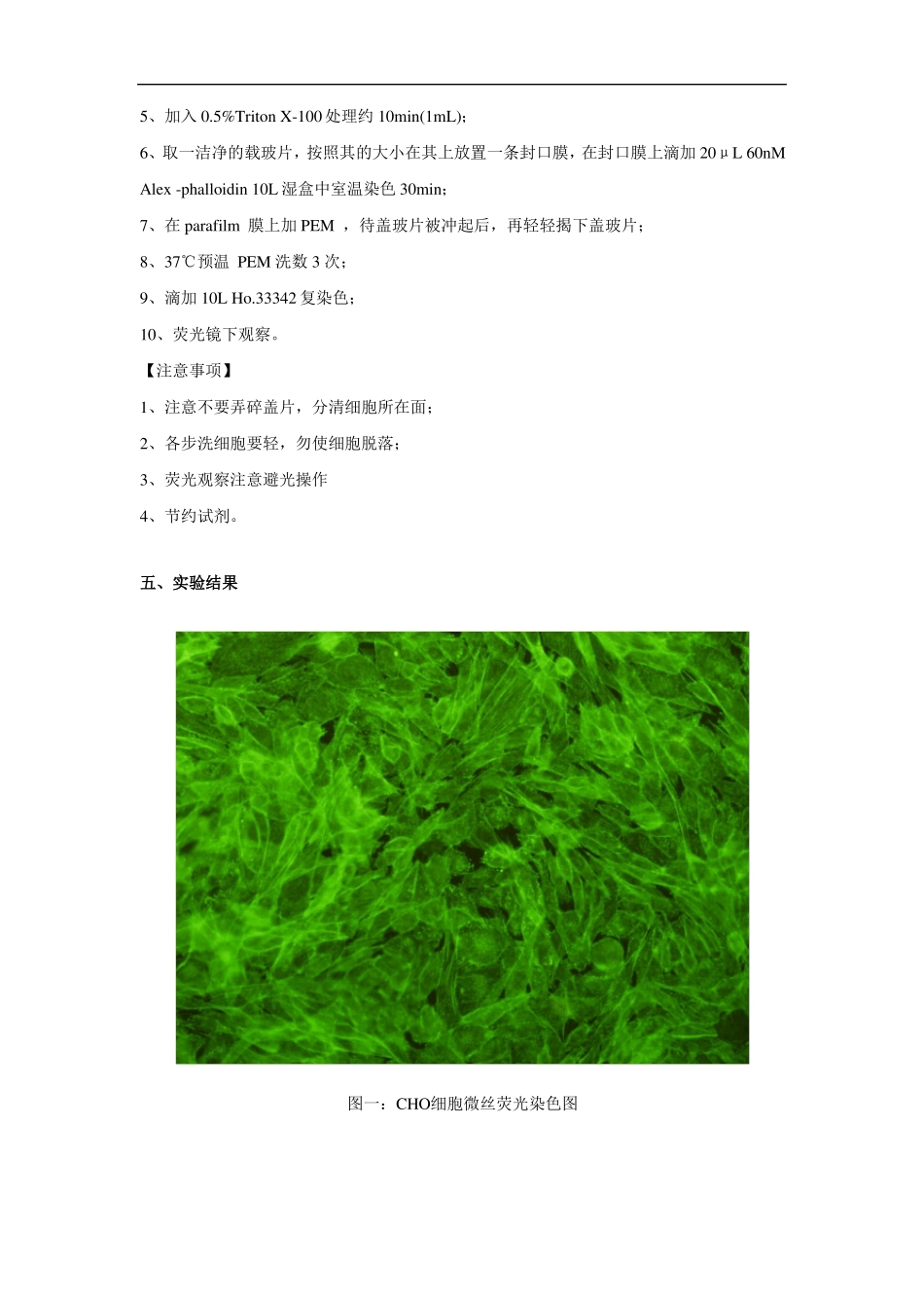 细胞试验细胞骨架组分的荧光染色观察_第3页