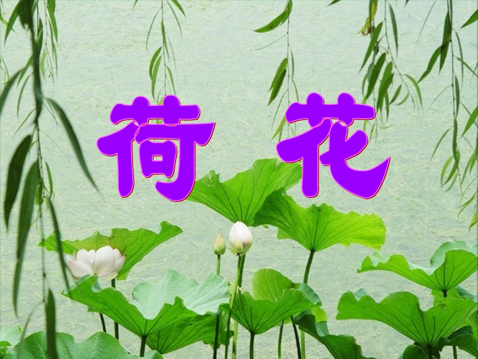 三年级语文下册第一组3荷花第一课时课件_第1页