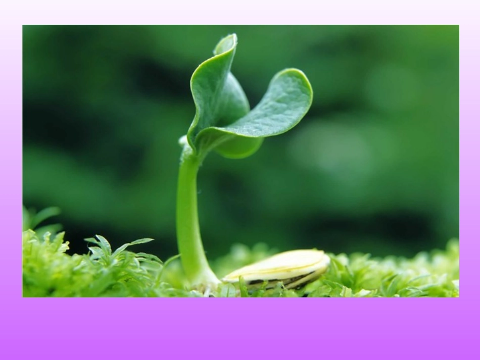 《生命生命》课件_第2页