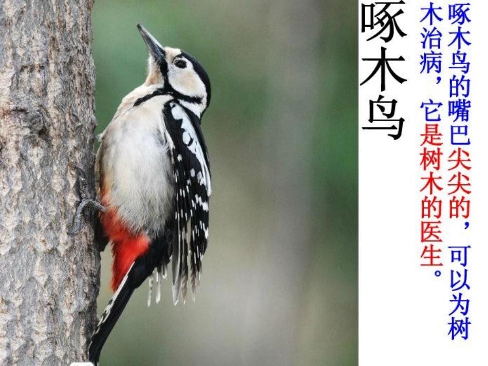 科学——动物的嘴巴_第2页