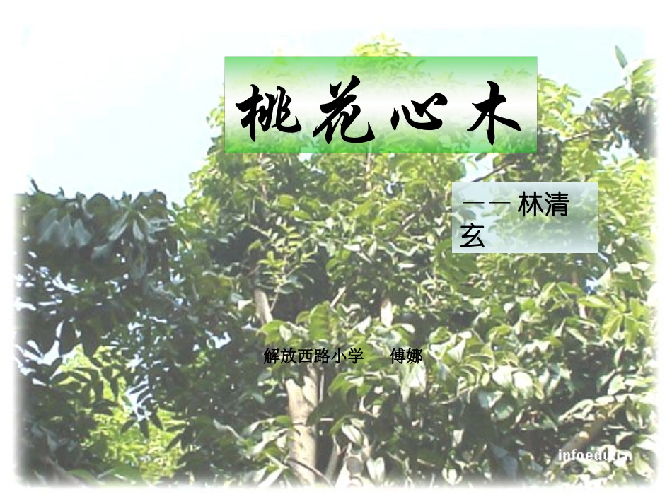 人教版语文六年级下册《桃花心木》课件 (2)_第1页