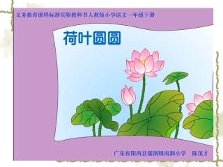 《荷叶圆圆》课件【13页】