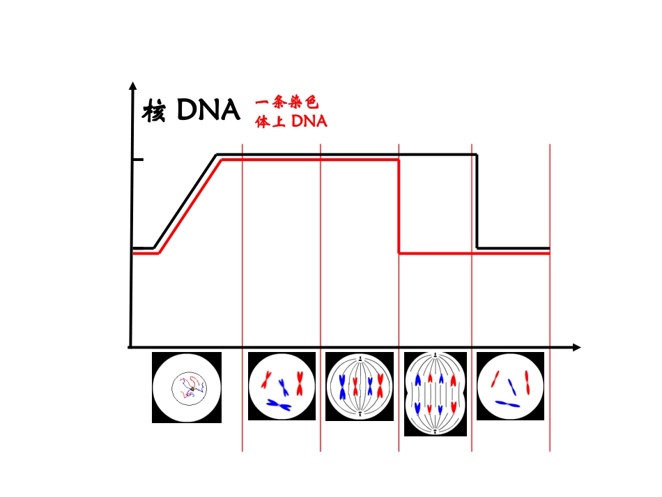 细胞分裂图像识别_第3页