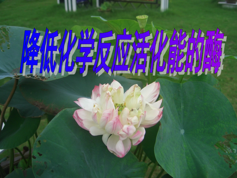 酶的作用与本质_第1页