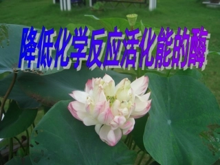 酶的作用与本质