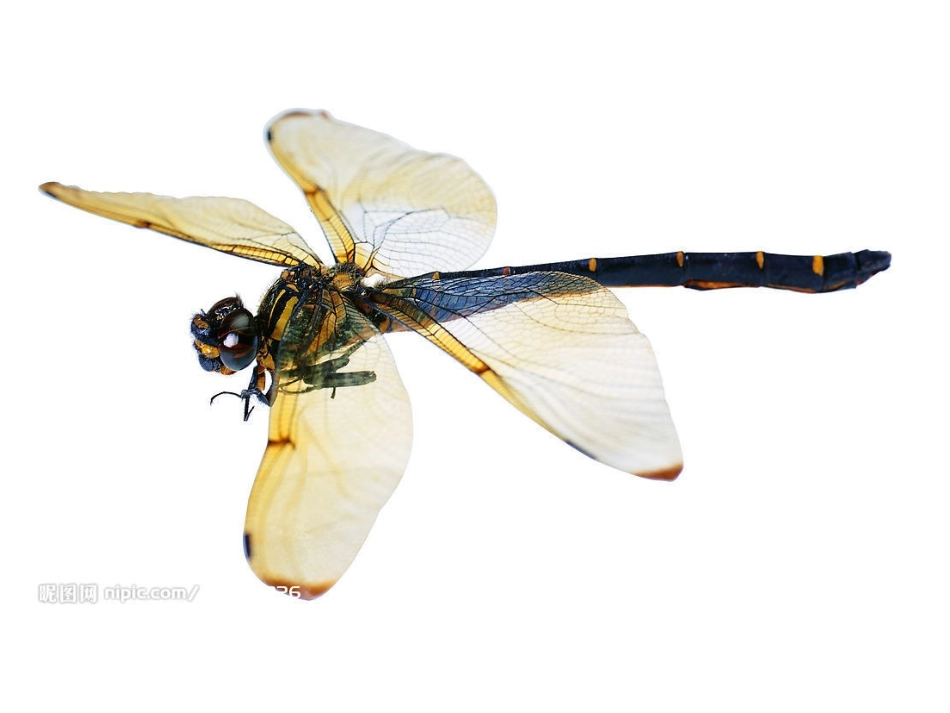 大班美术《蜻蜓》_第3页