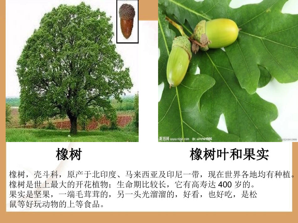 三年级下册第8课《路边的橡树》课件_第2页