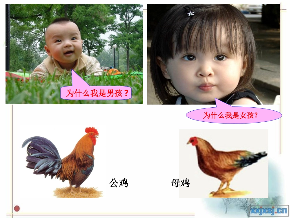 第三节性别决定与_第2页