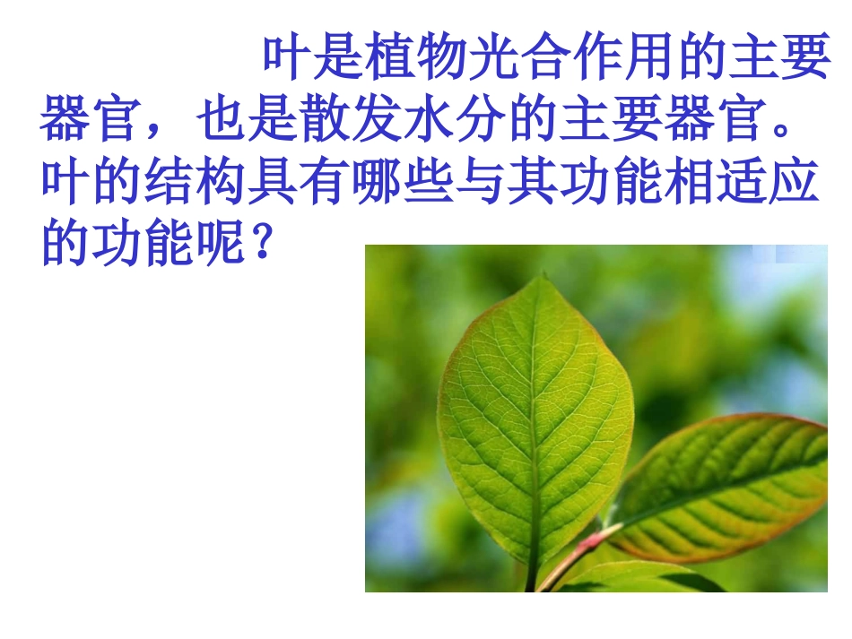 植物的叶与蒸腾作用_第2页