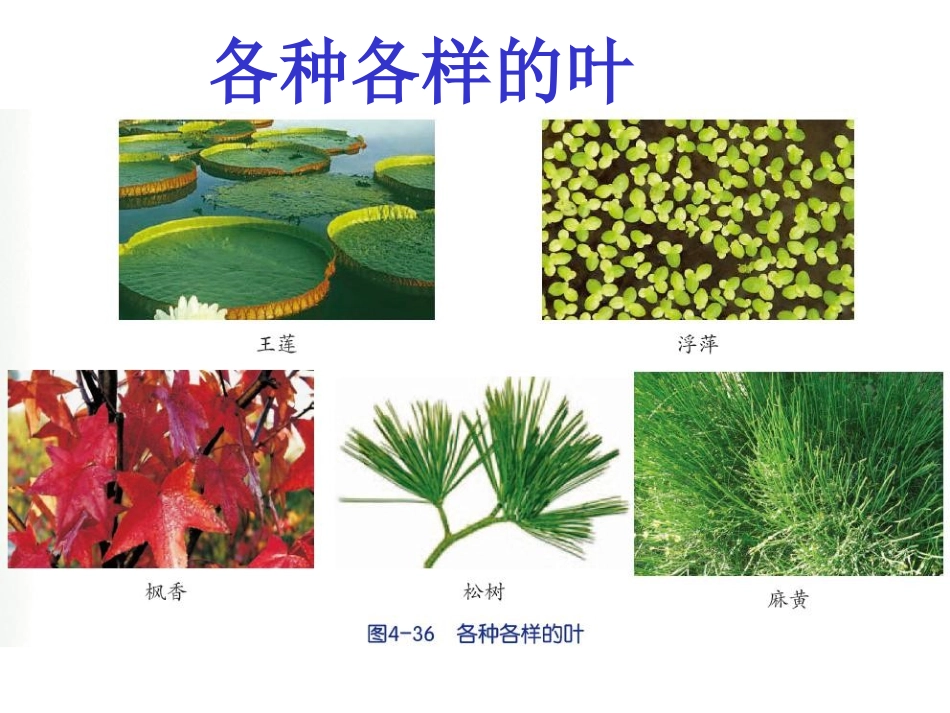 植物的叶与蒸腾作用_第3页