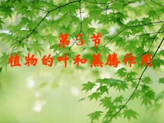 植物的叶与蒸腾作用