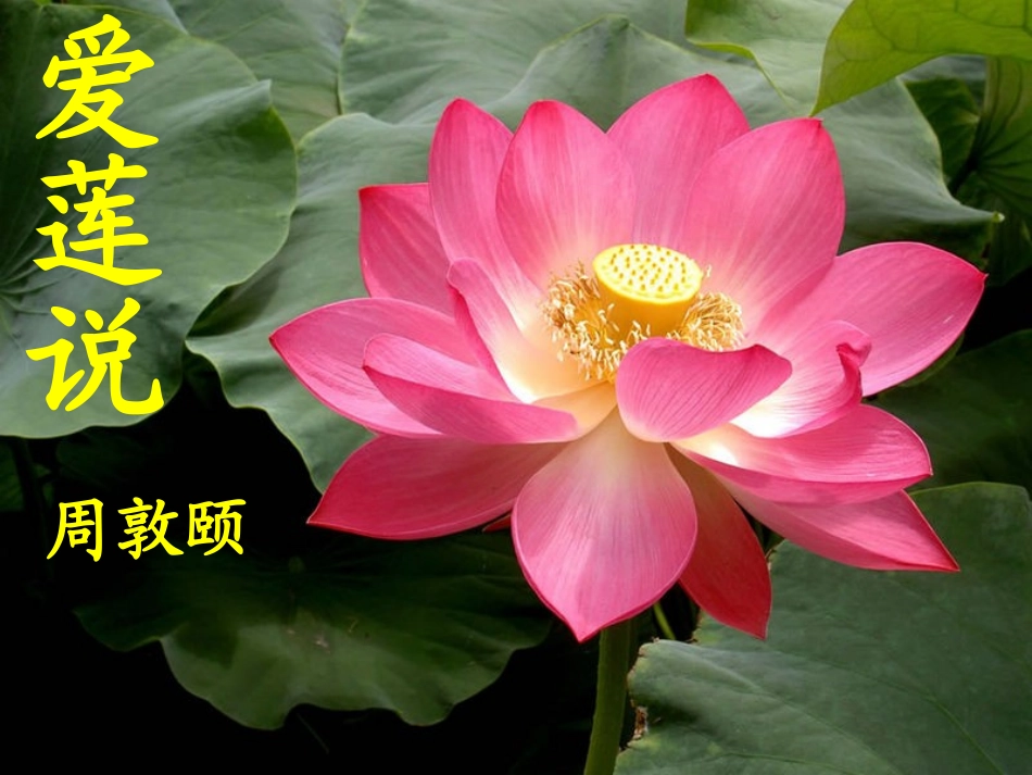 爱莲说-课件_第1页