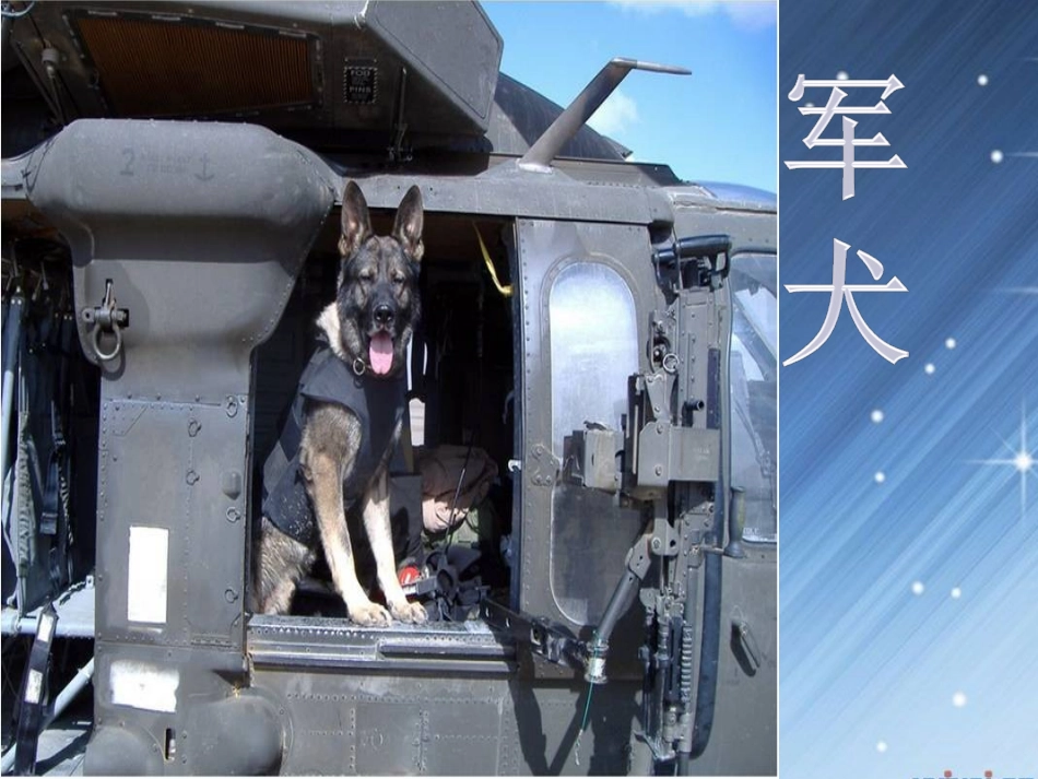 《军犬黑子》终结版_第1页