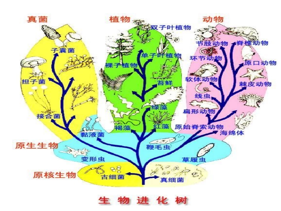 生物进化树课件_第2页