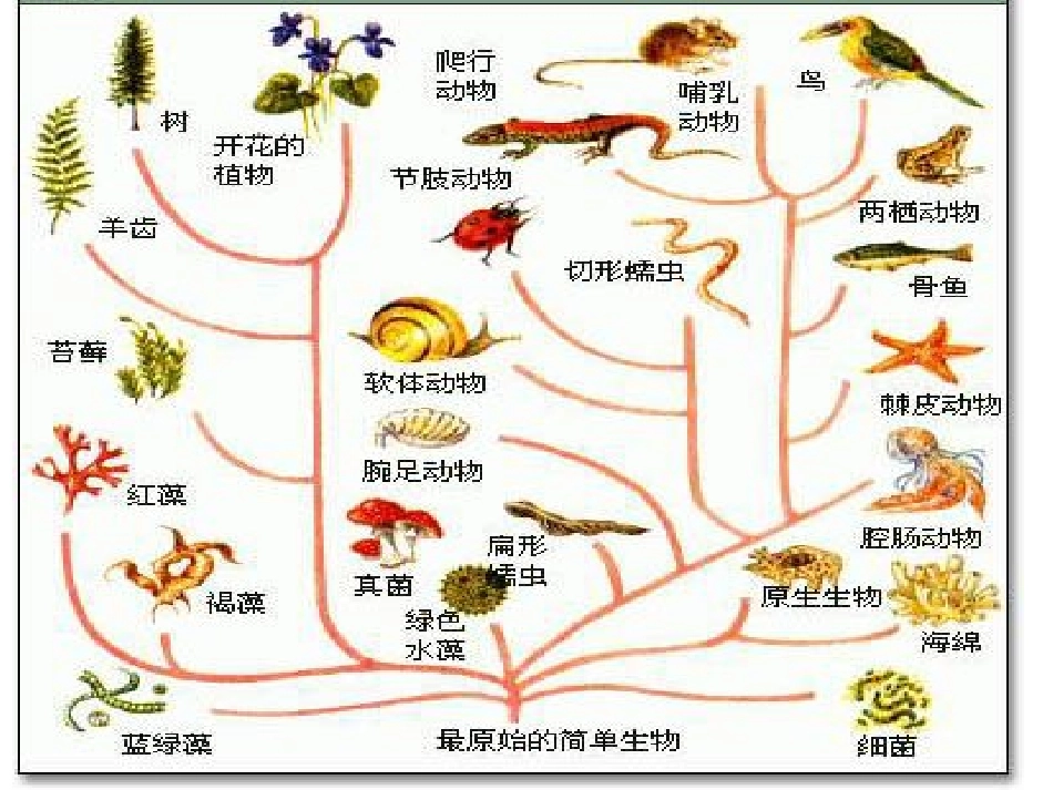 生物进化树课件_第3页