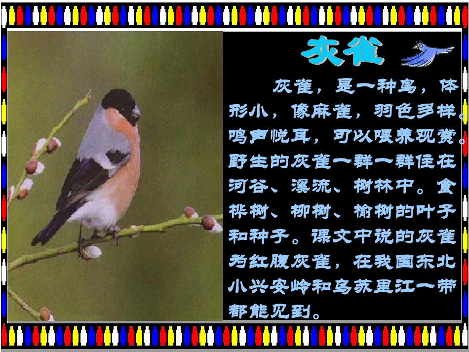 《灰雀》PPT课件_第3页