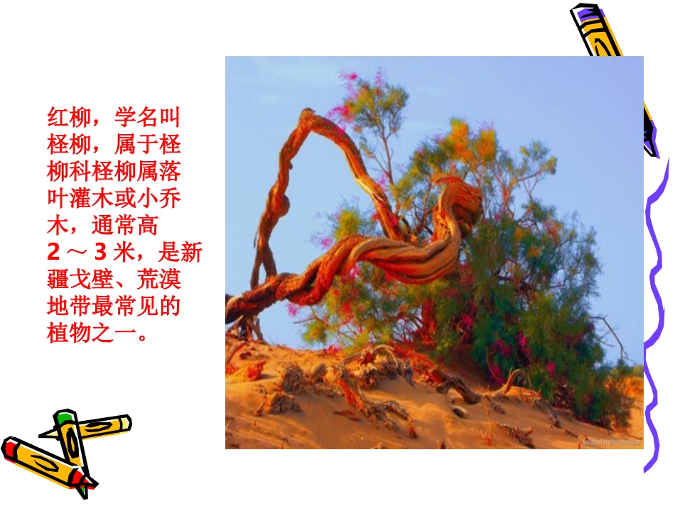 美术《戈壁红柳》吉镇李新辉_第3页