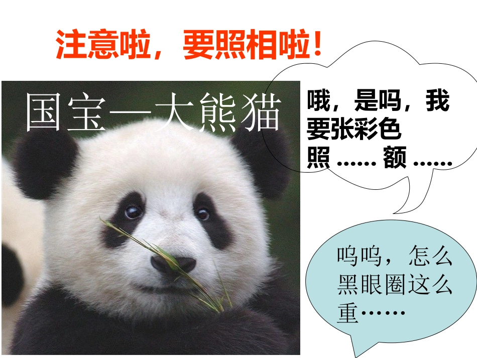 国宝大熊猫课件_第1页