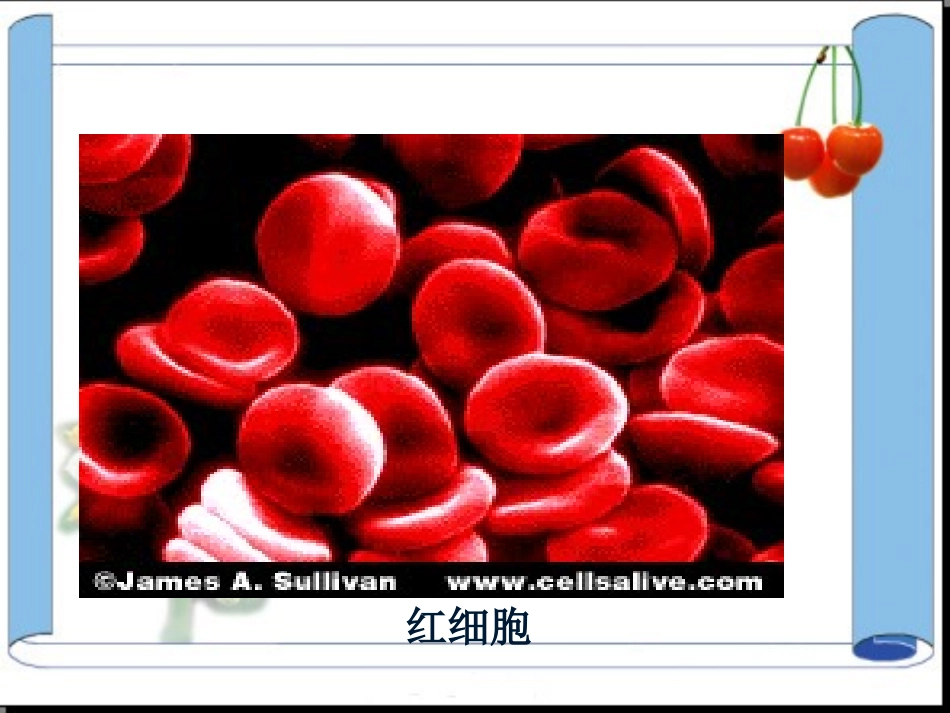 第三章生物体的结构_第2页