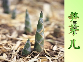 《笋芽儿》课件