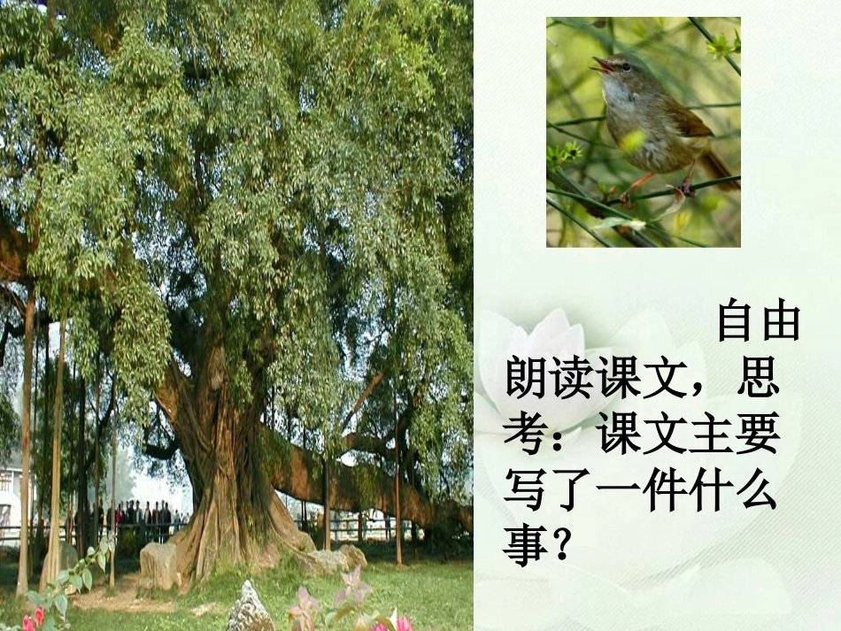 去年的树课件_第3页