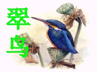 《翠鸟》_人教版小学语文三下[