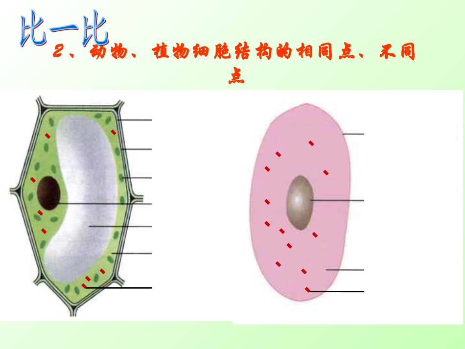 苏教版生物七上第三章第二节人和动物细胞的结构和功能（共36张PPT）_第2页