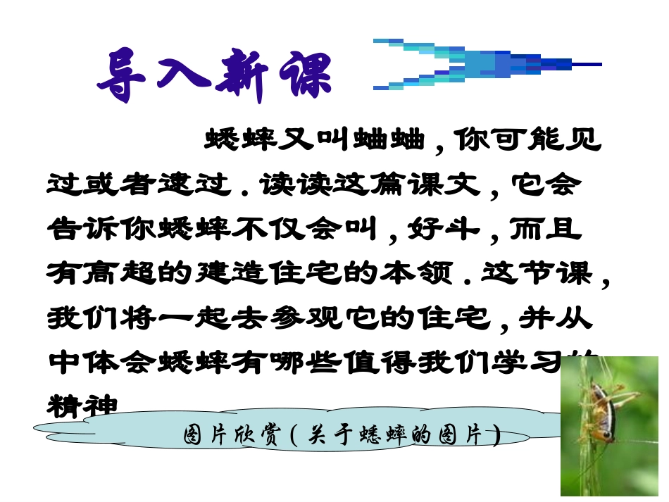 蟋蟀的住宅1_第3页