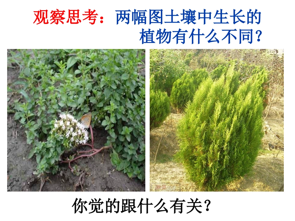 《肥沃的土壤》课件_第3页