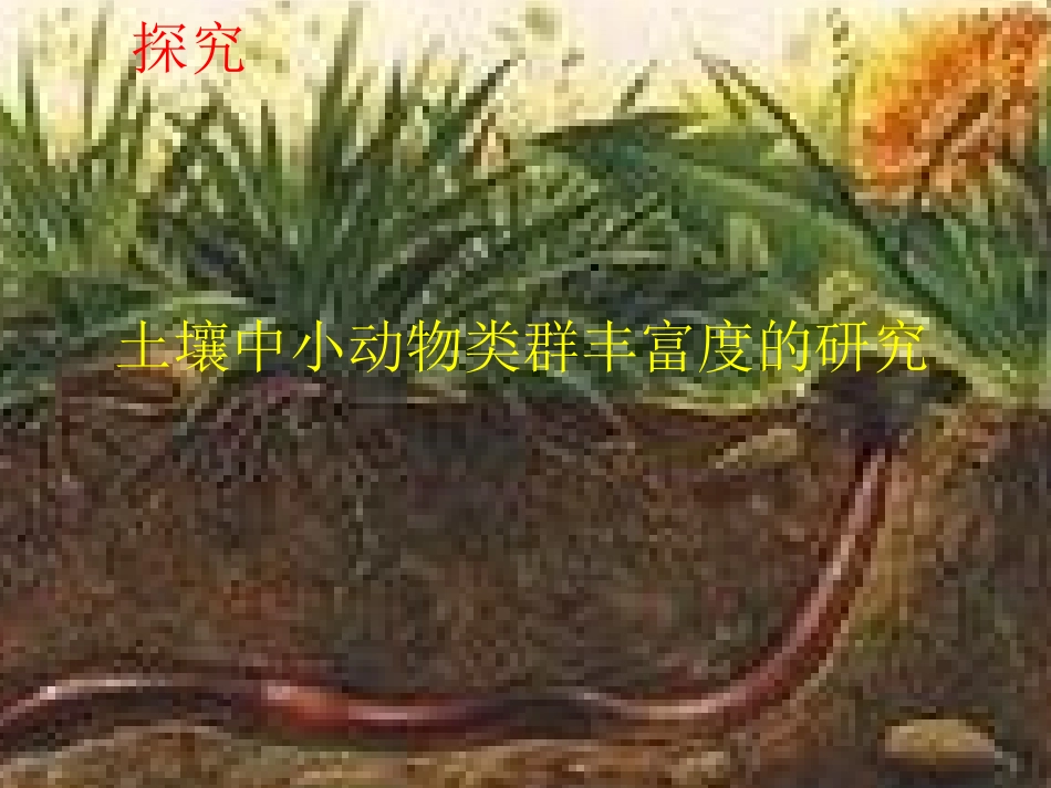 土壤中小动物类群丰富度的研究_第1页