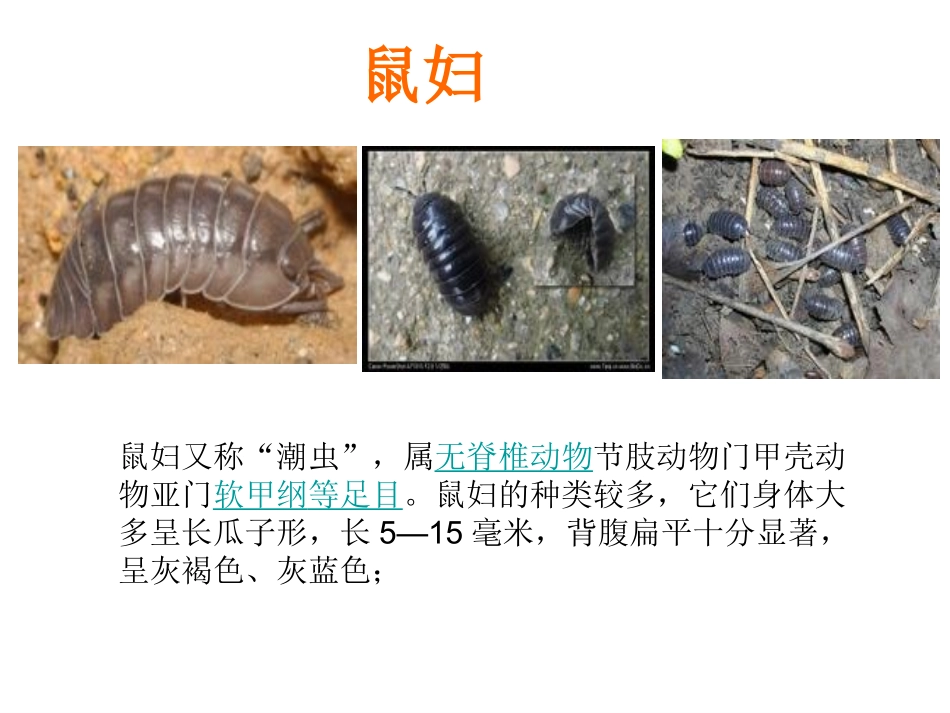 土壤中小动物类群丰富度的研究_第2页