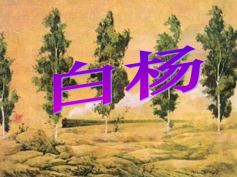 《白杨》课件_第1页