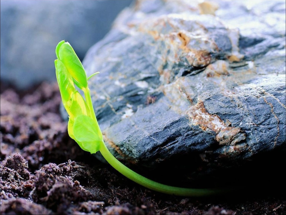 小学四年级作文大自然的启示_第2页