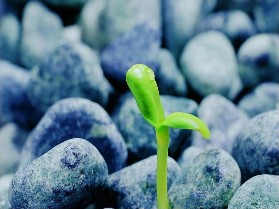 小学四年级作文大自然的启示_第3页