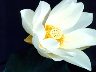 爱莲说 (3)