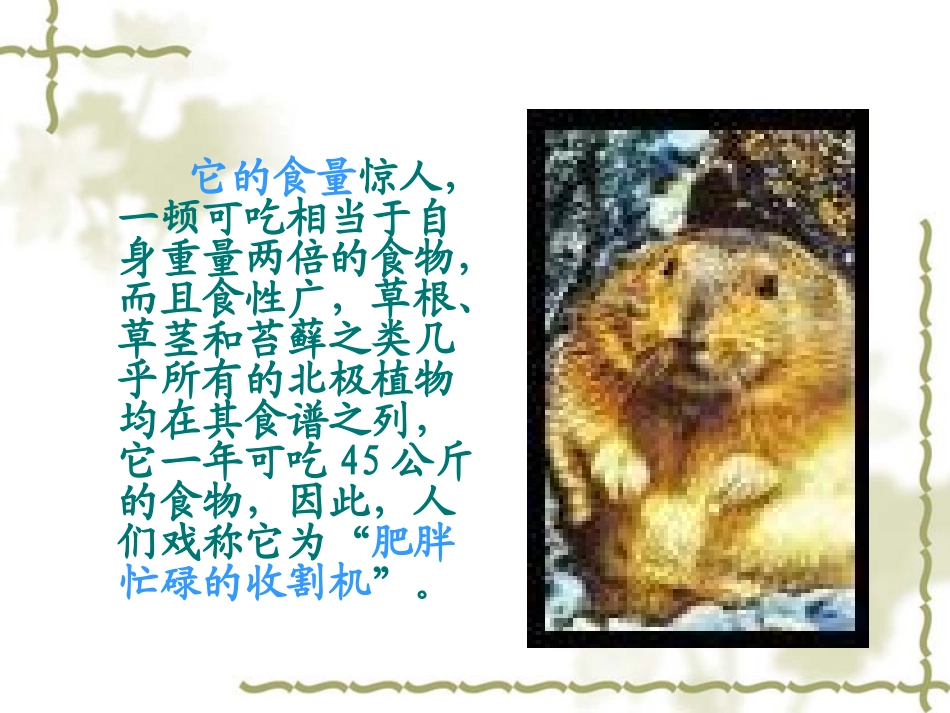 人教版八年级语文下册《旅鼠之谜》课件_第2页