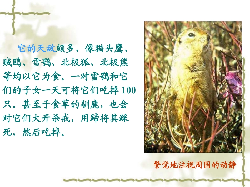 人教版八年级语文下册《旅鼠之谜》课件_第3页