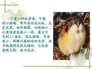 人教版八年级语文下册《旅鼠之谜》课件