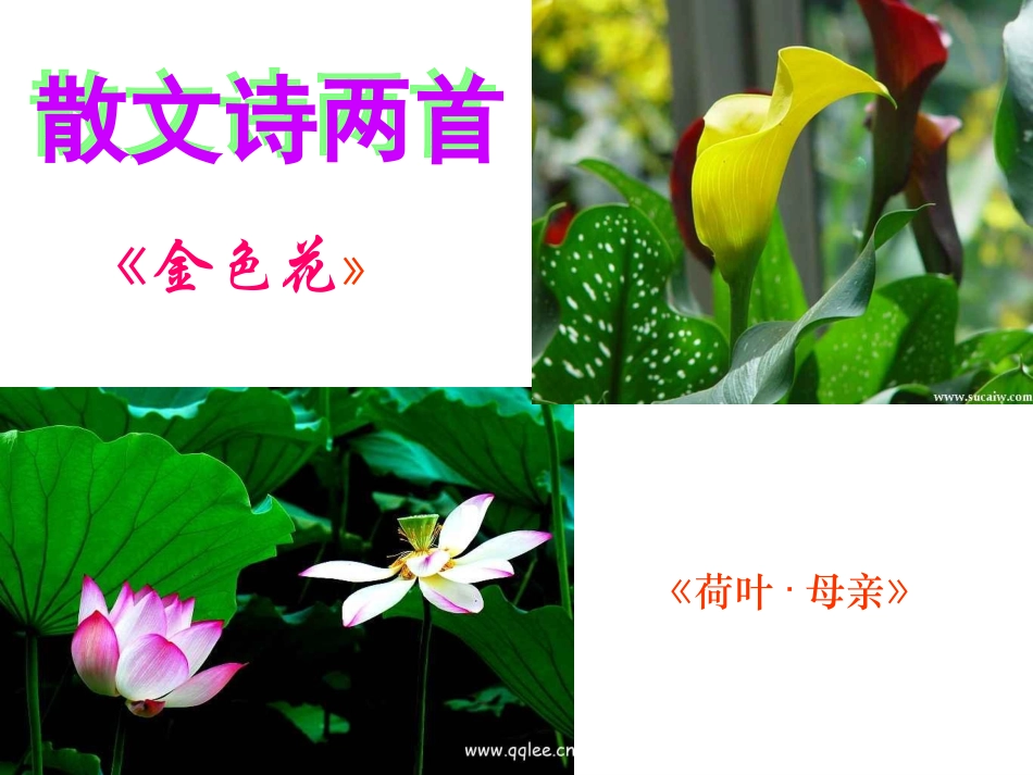 散文诗两首《金色花》《荷叶母亲》课件_第3页