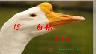 白鹅拔山小学