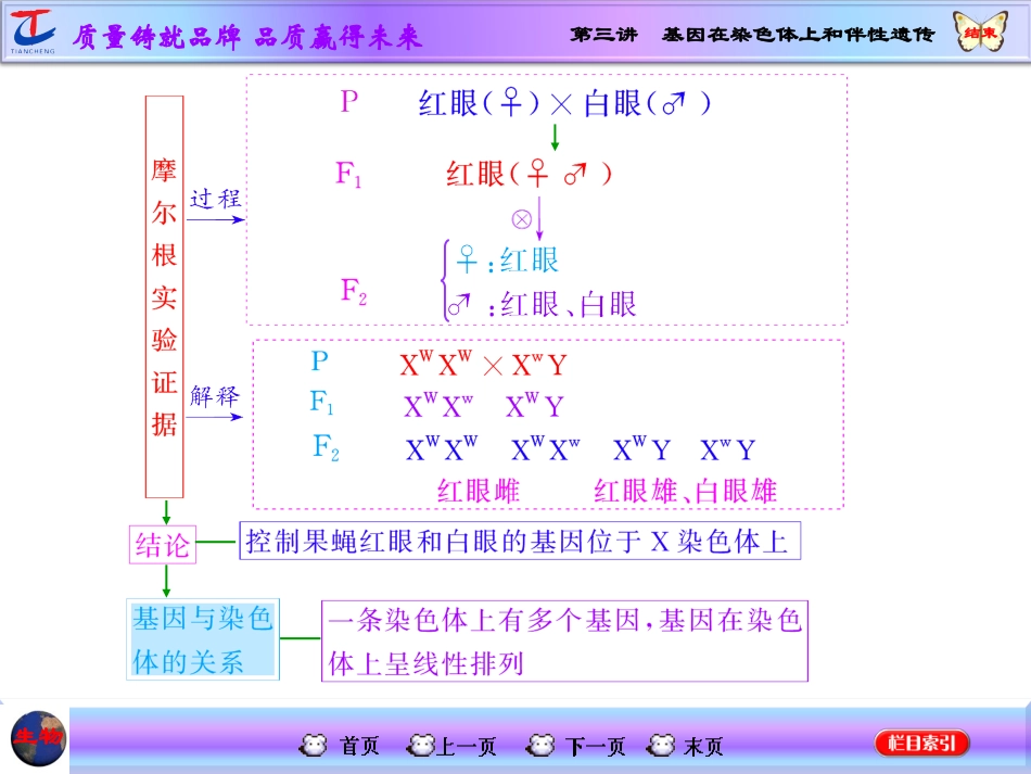 第三讲基因在染色体上和伴性遗传 (2)_第3页