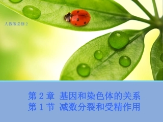 【生物】21减数分裂和受精作用课件1（人教版必修2）