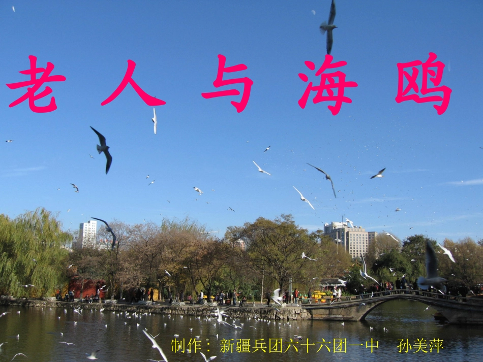《老人与海鸥》课件_第1页